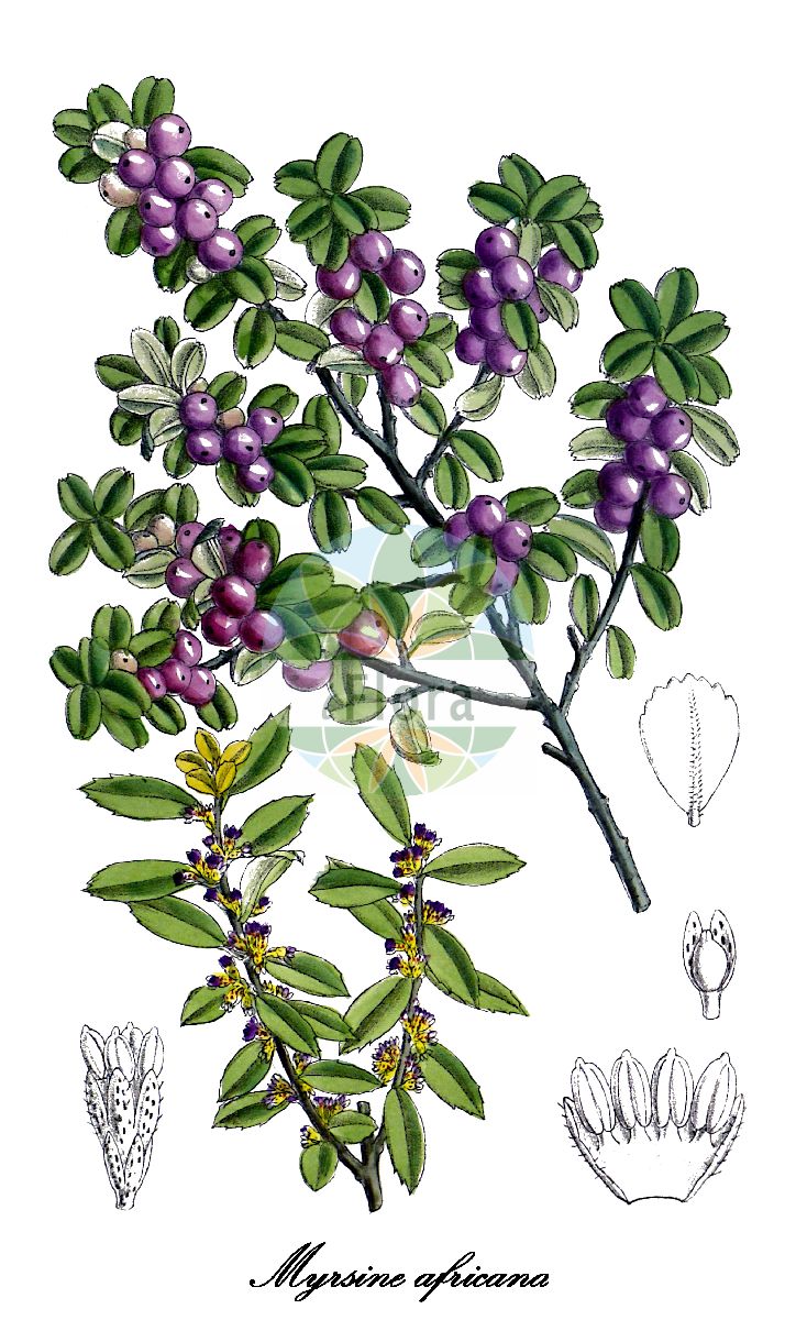 Historische Abbildung von Myrsine africana (Afrikanische Myrsine). Das Bild zeigt Blatt, Bluete, Frucht und Same. ---- Historical Drawing of Myrsine africana (Afrikanische Myrsine). The image is showing leaf, flower, fruit and seed.(Myrsine africana,Afrikanische Myrsine,Myrsine retusa,Myrsine,Myrsine,Colicwood,Primulaceae,Primelgewächse,Primrose Family,Blatt,Bluete,Frucht,Same,leaf,flower,fruit,seed,Curtis Botanical Magazine (1917))