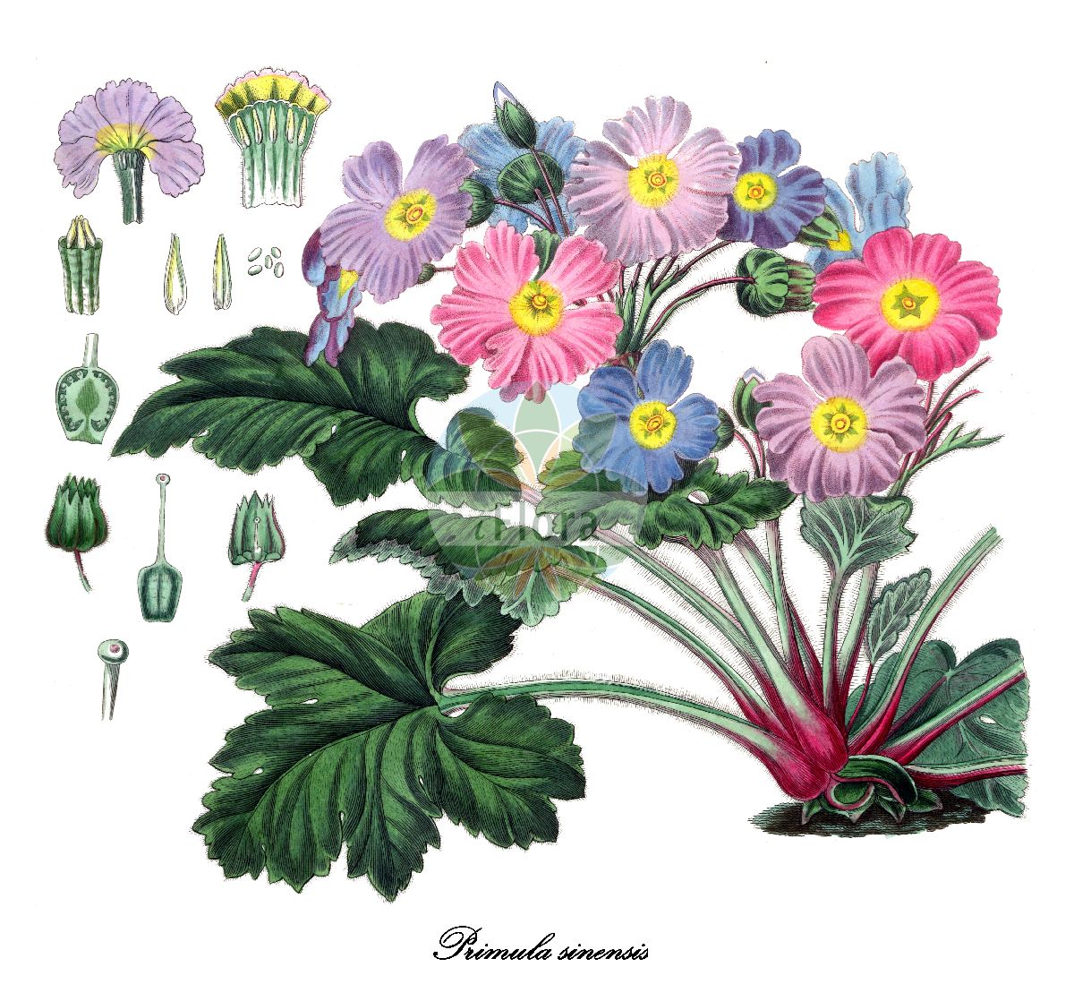 Historische Abbildung von Primula sinensis (Chinesische Primel). Das Bild zeigt Blatt, Bluete, Frucht und Same. ---- Historical Drawing of Primula sinensis (Chinesische Primel). The image is showing leaf, flower, fruit and seed.(Primula sinensis,Chinesische Primel,Primula,Primel,Primrose,Primulaceae,Primelgewächse,Primrose Family,Blatt,Bluete,Frucht,Same,leaf,flower,fruit,seed,Bertuch (1815-1824))