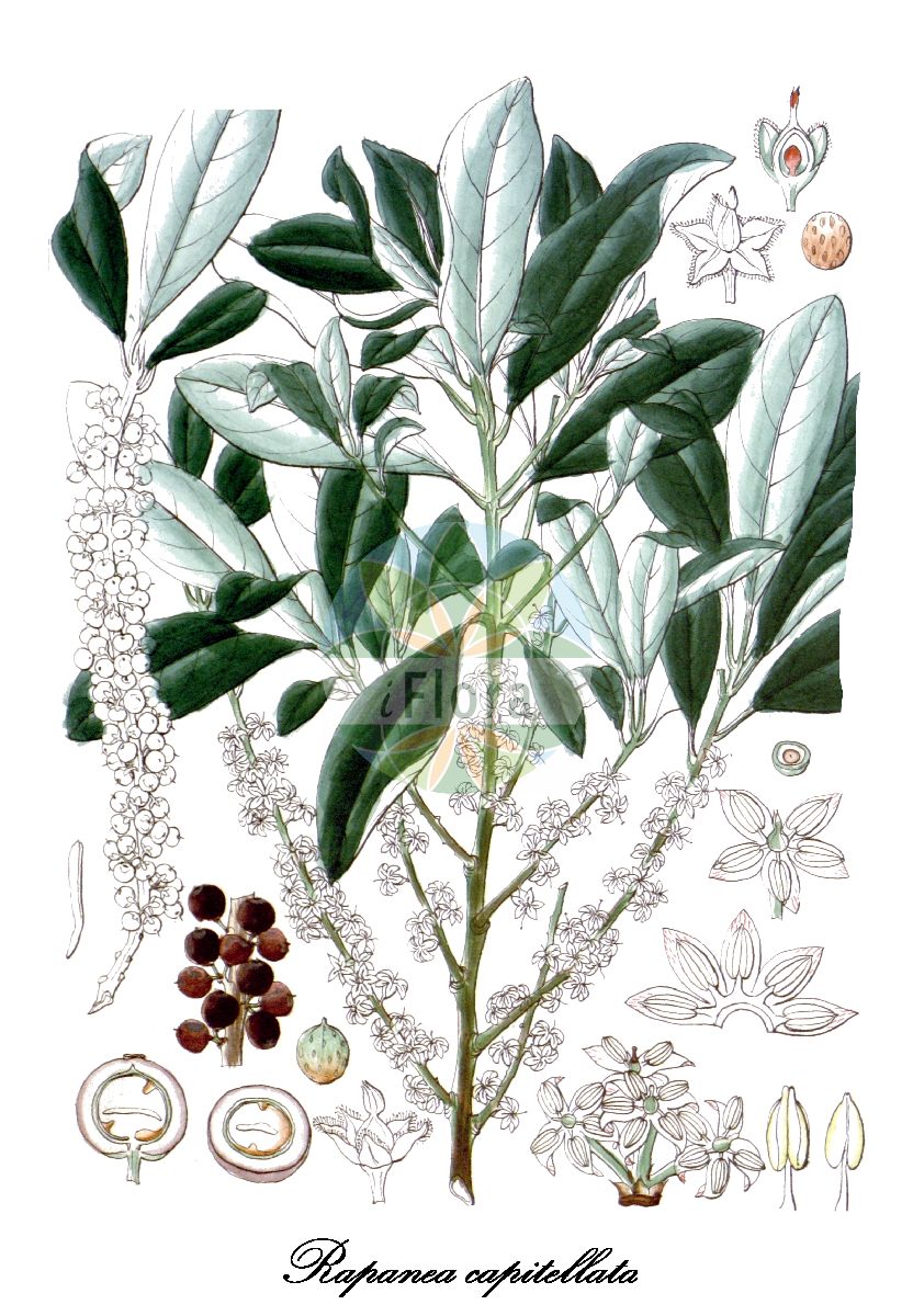 Historische Abbildung von Rapanea capitellata. Das Bild zeigt Blatt, Bluete, Frucht und Same. ---- Historical Drawing of Rapanea capitellata. The image is showing leaf, flower, fruit and seed.(Rapanea capitellata,Rapanea,Primulaceae,Primelgewächse,Primrose Family,Blatt,Bluete,Frucht,Same,leaf,flower,fruit,seed,Wight (1846-1851))
