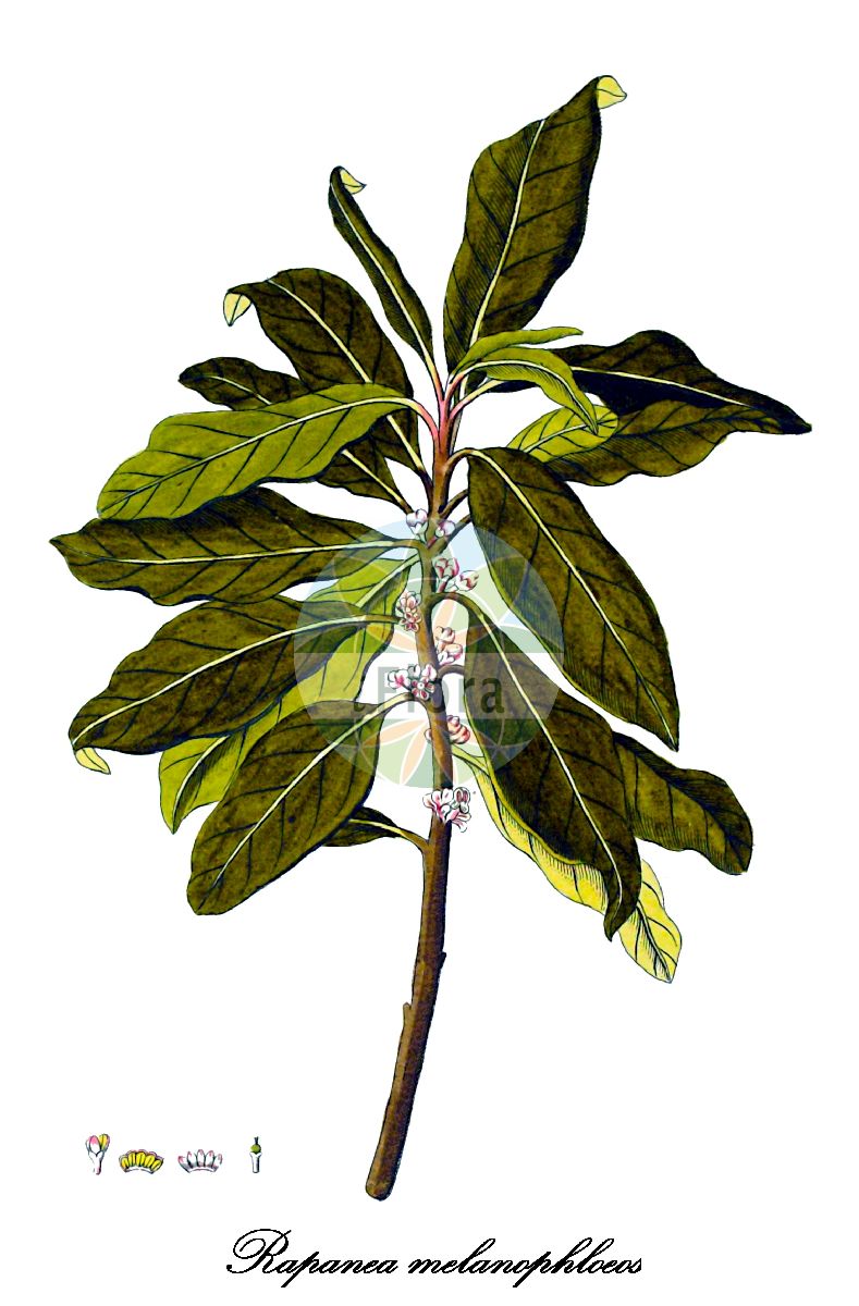Historische Abbildung von Rapanea melanophloeos. Das Bild zeigt Blatt, Bluete, Frucht und Same. ---- Historical Drawing of Rapanea melanophloeos. The image is showing leaf, flower, fruit and seed.(Rapanea melanophloeos,Rapanea,Primulaceae,Primelgewächse,Primrose Family,Blatt,Bluete,Frucht,Same,leaf,flower,fruit,seed,von Jacquin (1770-1776))