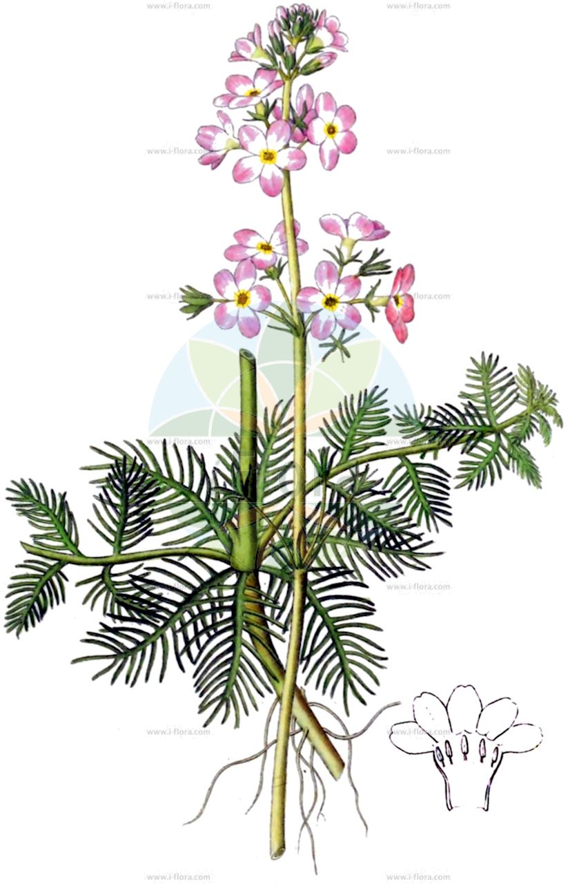 Hottonia palustris - Primulaceae,Plantae,Pteridobiotina,Angiosperms,Ericales,Primulaceae,Hottonia,Hottonia palustris,Androsace aquatica, Breviglandium palustre, Hottonia millefolium, Hottonia palustris var. rosea,Wasserfeder;Sumpf-Wasserfeder;Europäische Wasserfeder;Wasserprimel;water-violet;featherfoil;Hottonie des marais;Millefeuille aquatique;Erba scopina;Fertro;penna d'acqua;waterviolier;турча болотная;sumenekşesi;močvarna rebratica;vattenblink;vandrøllike;okrężnica bagienna;vodna grebenika;békaliliom;žebratka bahenní;perutník močiarny;плавушник болотний;блатна перушина;хотоня;harilik vesisulg;purva sermulīte;ребратица;plunksnalapė griovenė