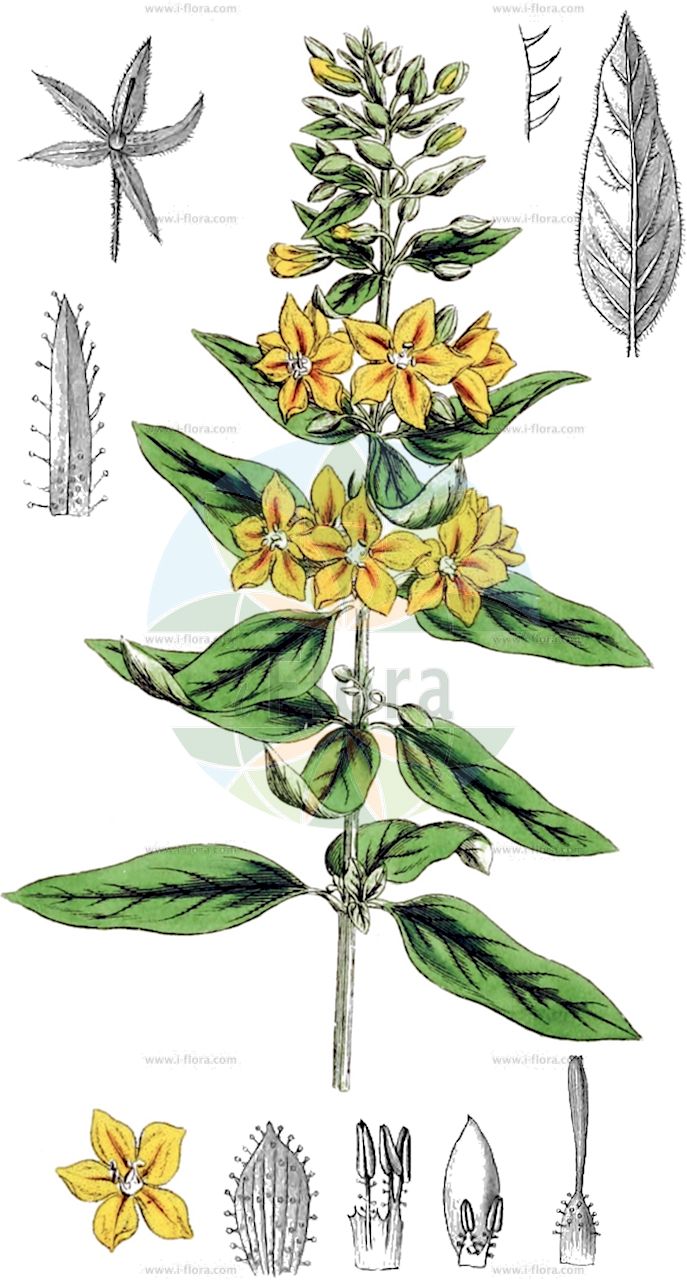 Lysimachia punctata - Primulaceae,Plantae,Pteridobiotina,Angiosperms,Ericales,Primulaceae,Lysimachia,Lysimachia punctata,Lysimachia punctata subsp. tomentosa, Lysimachia punctata var. tomentosa, Lysimachia quadrifolia, Lysimachia verticillaris, Lysimachia villosa, Lysimachusa punctata, Nummularia punctata,Drüsiger Gilbweiderich;Punktierter Gilbweiderich;Tüpfelstern;dotted loosestrife;large loosestrife;spotted loosestrife;lysimaque ponctuée;large yellow loosestrife;dotted loosestrif;Lysimaque ponctuée;Mazza d'oro punteggiata;ruige rupsklaver;puntwederik;вербейник точечный;benli kargaotu;lisimake;točkasti protivak;praktlysing;tojeść kropkowana;pikasta pijavčnica;pettyegetett lizinka;vrbina tečkovaná;iarbă de lungoare;čerkáč bodkovaný;вербозілля кільчасте;вербозілля крапчасте;зеленочашково ленивче;једноцветан противак;gălbinele