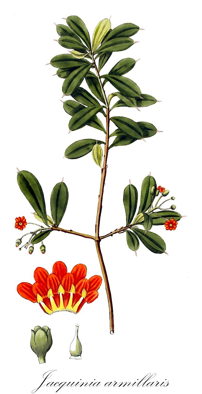 Jacquinia armillaris - Primulaceae,Plantae,Pteridobiotina,Angiosperms,Ericales,Primulaceae,Jacquinia,Jacquinia armillaris,Jacquinia brasiliensis, Jacquinia mucronulata, Jacquinia revoluta