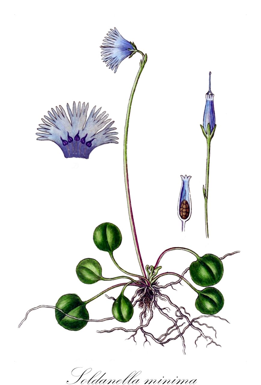 Soldanella minima - Primulaceae,Plantae,Pteridobiotina,Angiosperms,Ericales,Primulaceae,Soldanella,Soldanella minima,Soldanella alpina var. minima,Kleinstes Alpenglöckchen;Kleinste Troddelblume;Österreichische Soldanelle;Winzige Troddelblume;least snowbell;petite soldanelle;soldanella calabrese;soldanella del calcare;сольданелла маленькая;najmanjši alpski zvonček