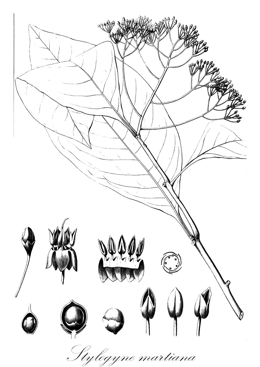 Stylogyne martiana - Primulaceae,Plantae,Pteridobiotina,Angiosperms,Ericales,Primulaceae,Stylogyne,Stylogyne martiana,Ardisia latipes, Stylogyne latipes, Tinus martiana