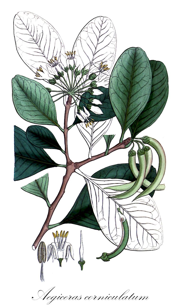 Aegiceras corniculatum - Primulaceae,Plantae,Pteridobiotina,Angiosperms,Ericales,Primulaceae,Aegiceras,Aegiceras corniculatum,Aegiceras fragrans, Aegiceras majus, Aegiceras malaspinaea, Aegiceras minus, Aegiceras obcordatum, Aegiceras obovatum, Malaspinaea laurifolia, Rhizophora aegiceras, Rhizophora corniculata, Umbraculum corniculatum