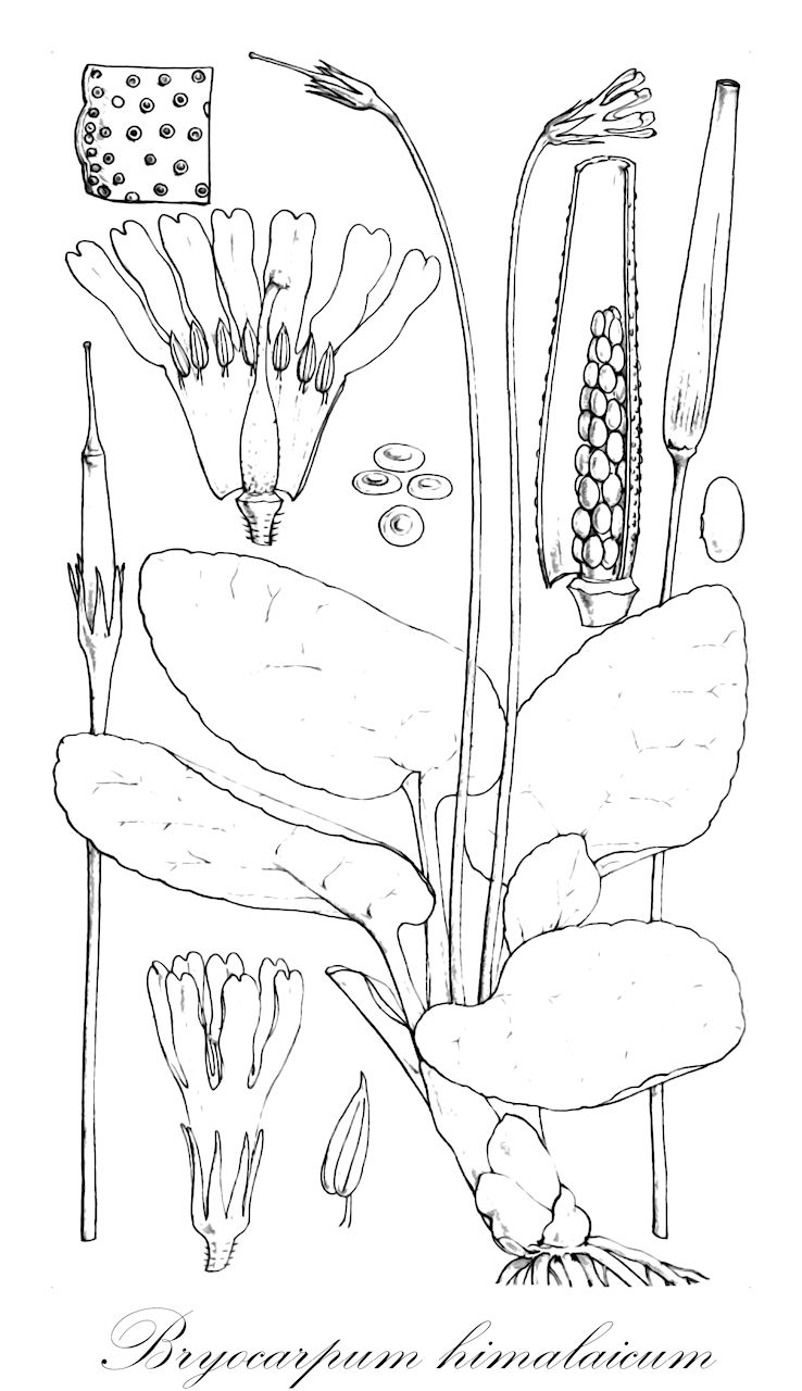 Bryocarpum himalaicum - Primulaceae,Plantae,Pteridobiotina,Angiosperms,Ericales,Primulaceae,Bryocarpum,Bryocarpum himalaicum