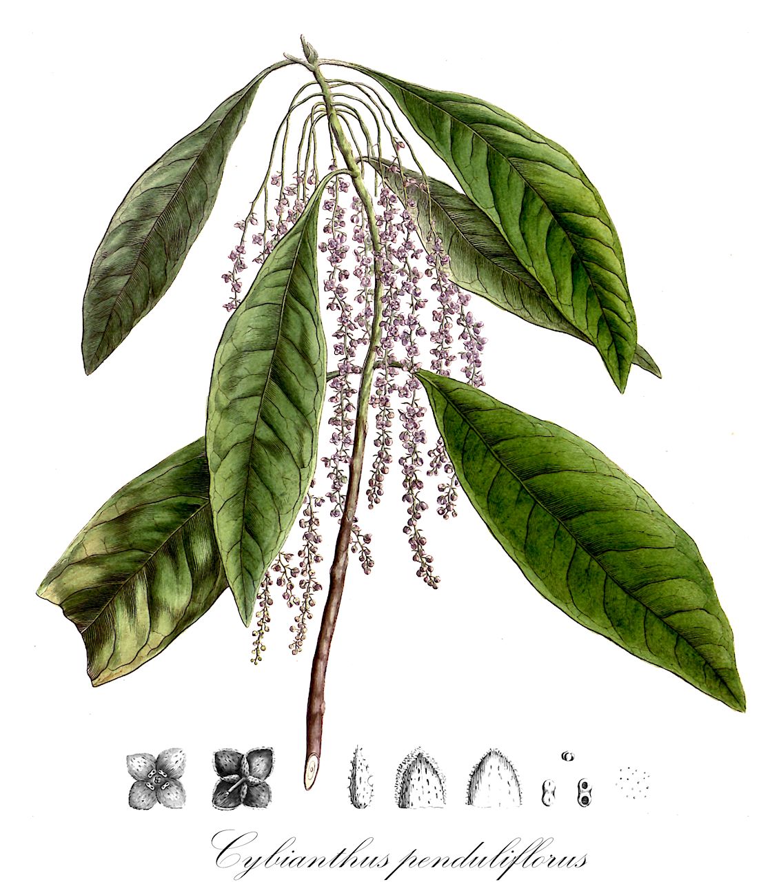 Cybianthus penduliflorus - Primulaceae,Plantae,Pteridobiotina,Angiosperms,Ericales,Primulaceae,Cybianthus,Cybianthus penduliflorus,Cybianthus luridus, Cybianthus macrophyllus, Peckia macrophylla, Peckia penduliflora