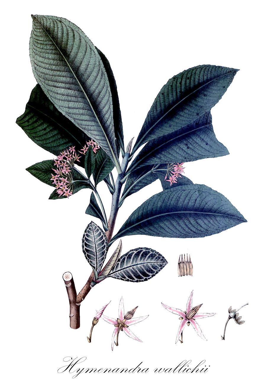Hymenandra wallichii - Primulaceae,Plantae,Pteridobiotina,Angiosperms,Ericales,Primulaceae,Hymenandra,Hymenandra wallichii,Ardisia hymenandra