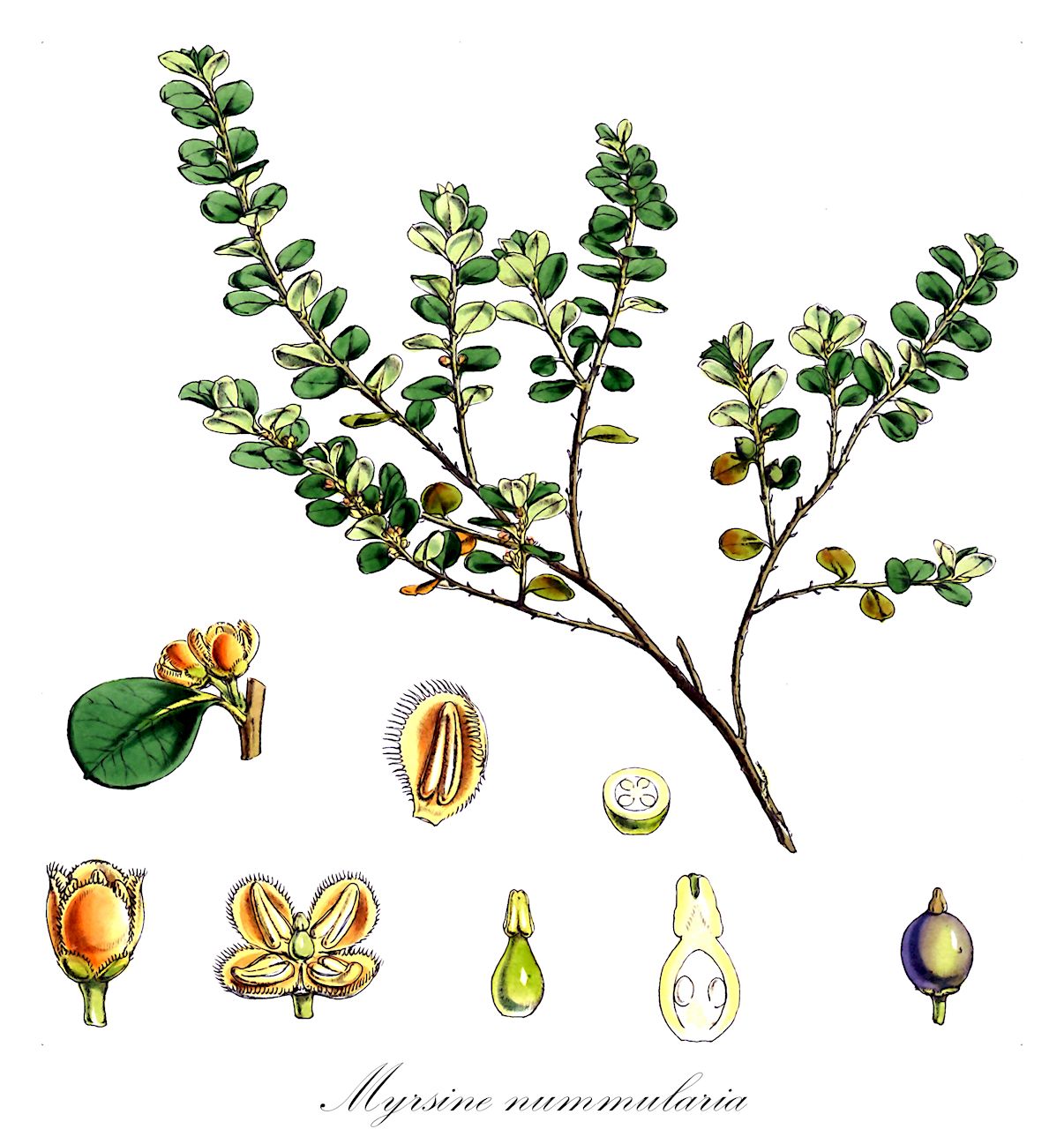 Myrsine nummularia - Primulaceae,Plantae,Pteridobiotina,Angiosperms,Ericales,Primulaceae,Myrsine,Myrsine nummularia,Rapanea nummularia, Suttonia nummularia