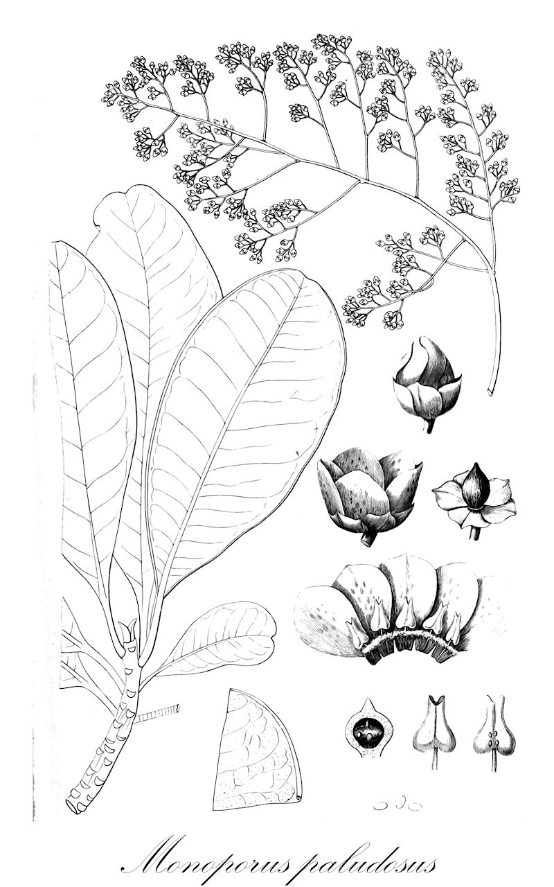 Monoporus paludosus - Primulaceae,Plantae,Pteridobiotina,Angiosperms,Ericales,Primulaceae,Monoporus,Monoporus paludosus,Badula paludosa, Tinus paludosa