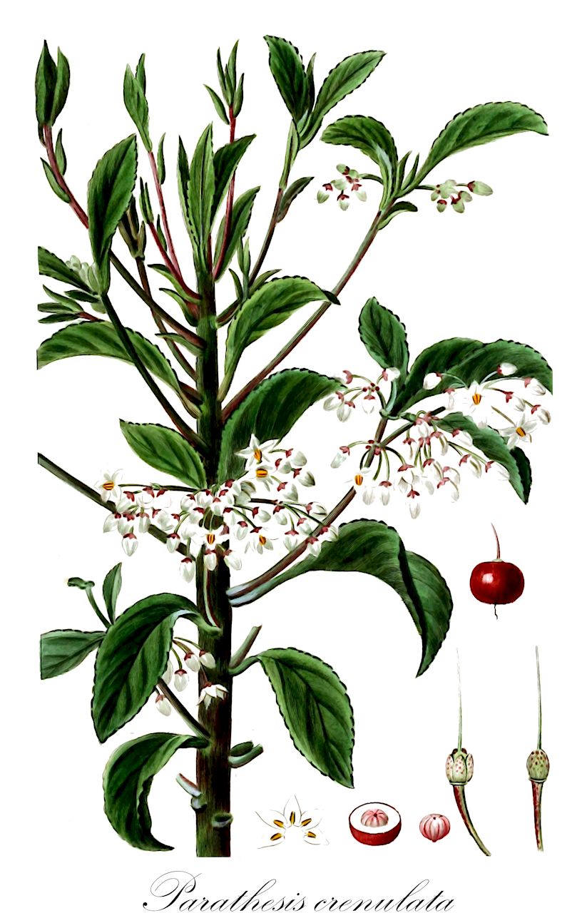 Parathesis crenulata - Primulaceae,Plantae,Pteridobiotina,Angiosperms,Ericales,Primulaceae,Parathesis,Parathesis crenulata,Anguillaria crenulata, Ardisia crenulata, Ardisia crenulata var. ferruginea