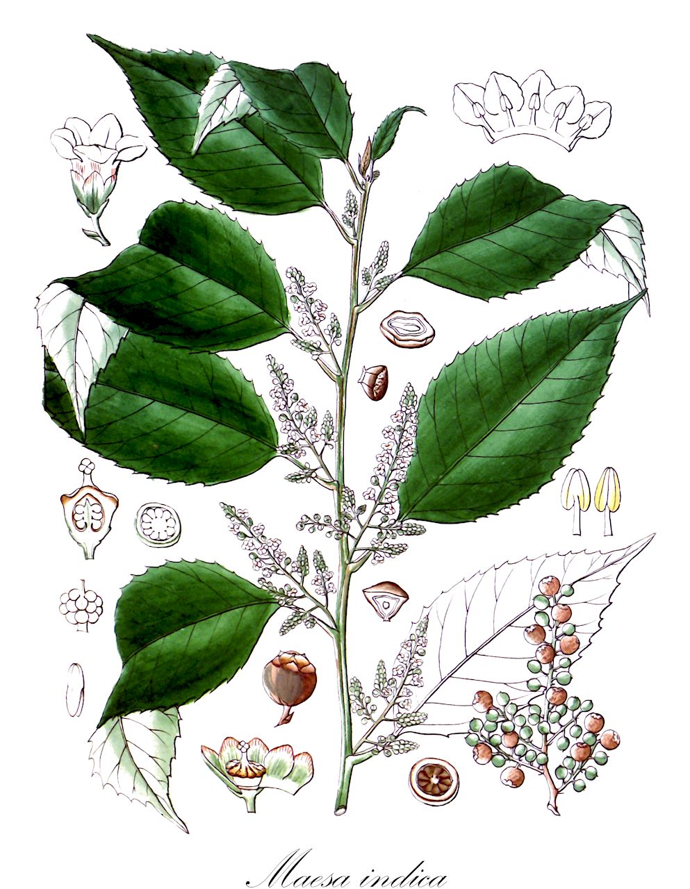 Maesa indica - Primulaceae,Plantae,Pteridobiotina,Angiosperms,Ericales,Primulaceae,Maesa,Maesa indica,Baeobotrys indica, Baeobotrys latifolius, Baeobotrys morsha, Baeobotrys nemoralis, Ehretia spicata, Maesa coriacea, Maesa elmeri, Maesa elongata, Maesa grossedentata, Maesa indica var. coriacea, Maesa indica var. obtusa, Maesa indica var. perrottetiana, Maesa indica var. wightiana, Maesa laxa, Maesa neocoriacea, Maesa perrottetiana, Maesa ramosii