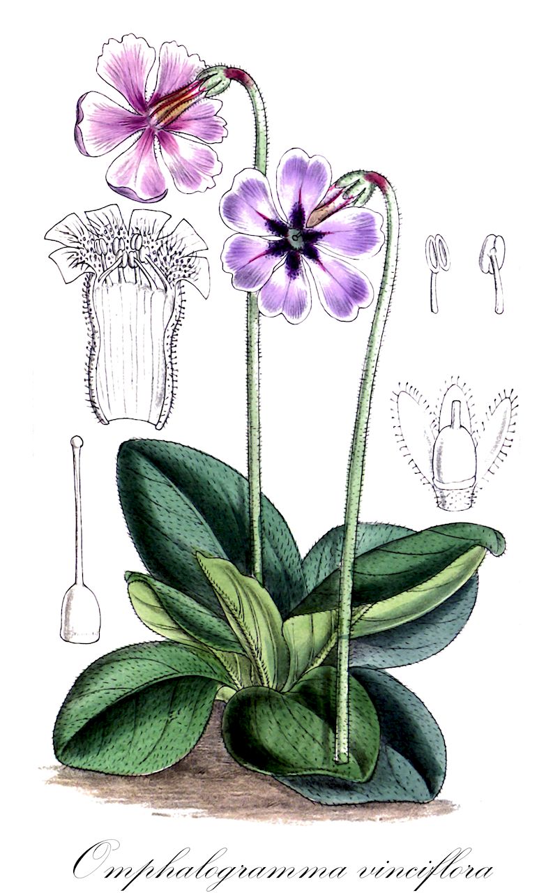 Omphalogramma vinciflora - Primulaceae,Plantae,Pteridobiotina,Angiosperms,Ericales,Primulaceae,Omphalogramma,Omphalogramma vinciflora,Omphalogramma engleri, Omphalogramma rockii, Omphalogramma vinciflora var. rockii, Omphalogramma viola-grandis, Primula engleri, Primula vinciflora, Primula viola-grandis