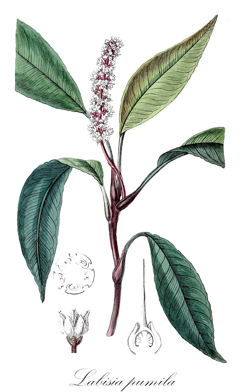 Labisia pumila - Primulaceae,Plantae,Pteridobiotina,Angiosperms,Ericales,Primulaceae,Labisia,Labisia pumila,Ardisia pumila