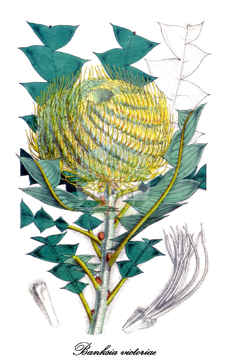 Banksia victoriae - Proteaceae,Plantae,Pteridobiotina,Angiosperms,Proteales,Proteaceae,Banksia,Banksia victoriae,Sirmuellera victoriae