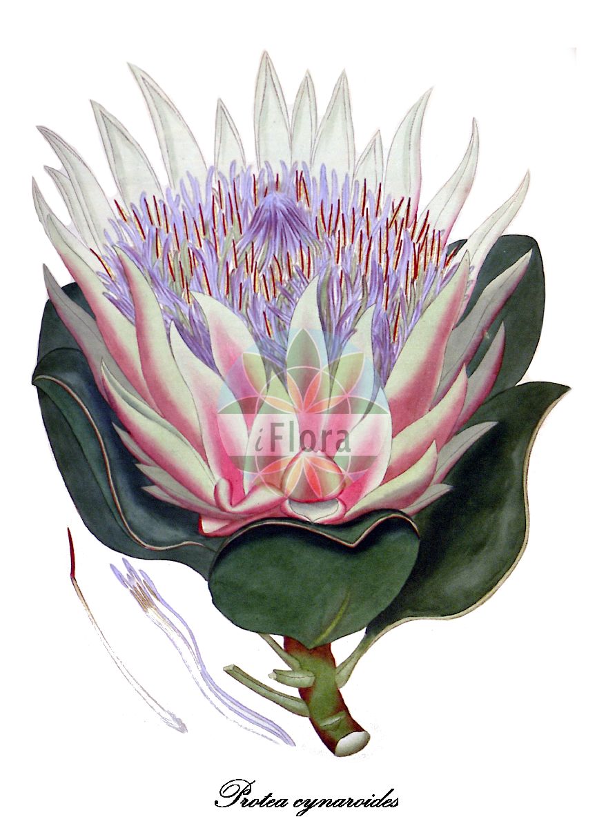 Protea cynaroides - Proteaceae,Plantae,Pteridobiotina,Angiosperms,Proteales,Proteaceae,Protea,Protea cynaroides,Erodendrum cynaraeflorum, Protea cyclophylla, Protea eriolepis, Protea woodwardii, Scolymocephalus cynarodes,Königs-Protea