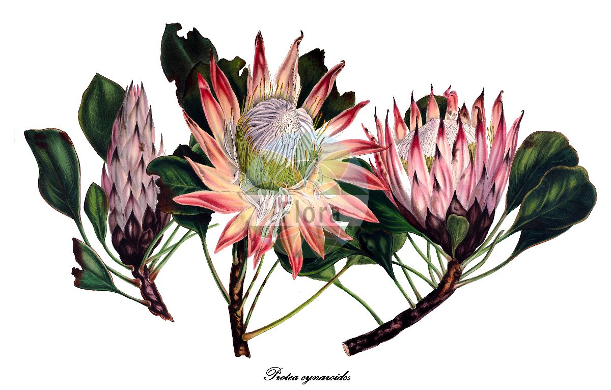 Protea cynaroides - Proteaceae,Plantae,Pteridobiotina,Angiosperms,Proteales,Proteaceae,Protea,Protea cynaroides,Erodendrum cynaraeflorum, Protea cyclophylla, Protea eriolepis, Protea woodwardii, Scolymocephalus cynarodes,Königs-Protea