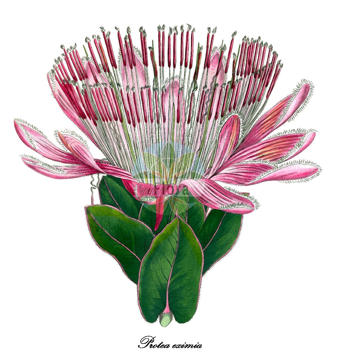 Protea eximia - Proteaceae,Plantae,Pteridobiotina,Angiosperms,Proteales,Proteaceae,Protea,Protea eximia,Erodendrum eximium, Protea auriculata, Protea latifolia, Protea latifolia var. auriculata, Protea radiata, Protea spectabilis, Scolymocephalus auriculatus, Scolymocephalus eximius, Scolymocephalus spectabilis