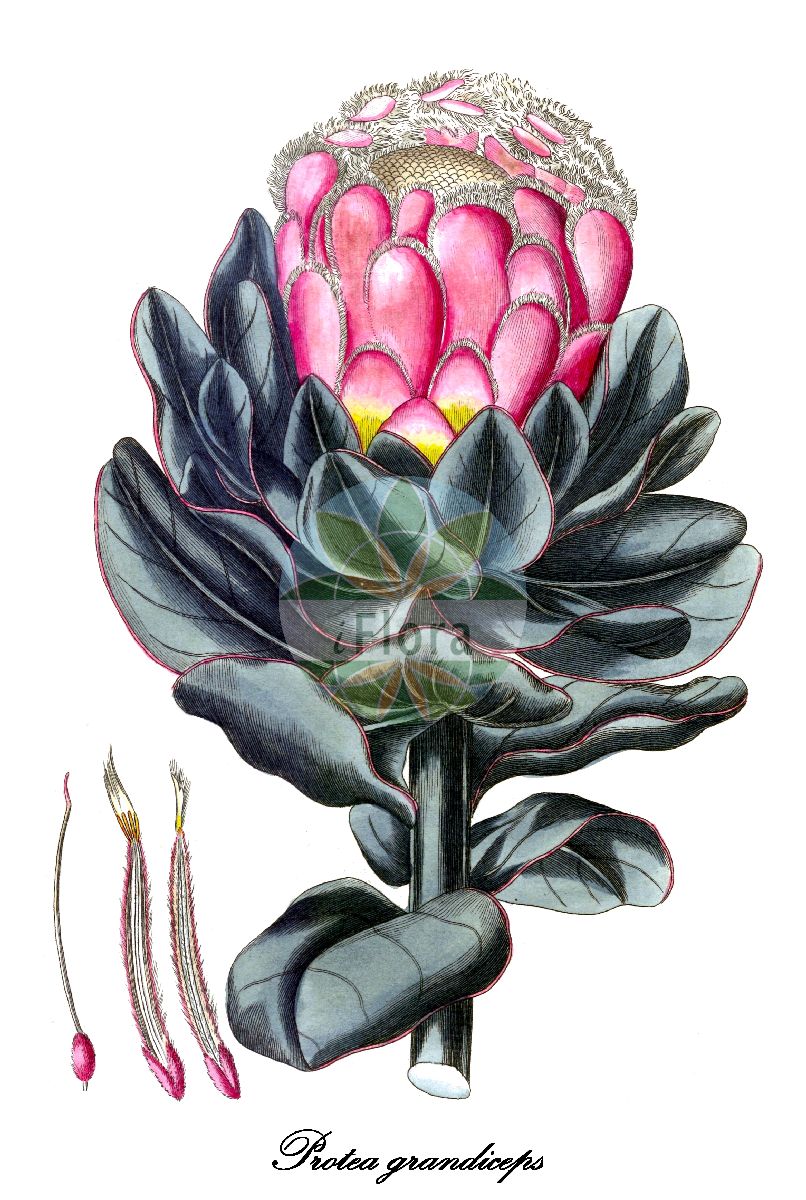 Protea grandiceps - Proteaceae,Plantae,Pteridobiotina,Angiosperms,Proteales,Proteaceae,Protea,Protea grandiceps