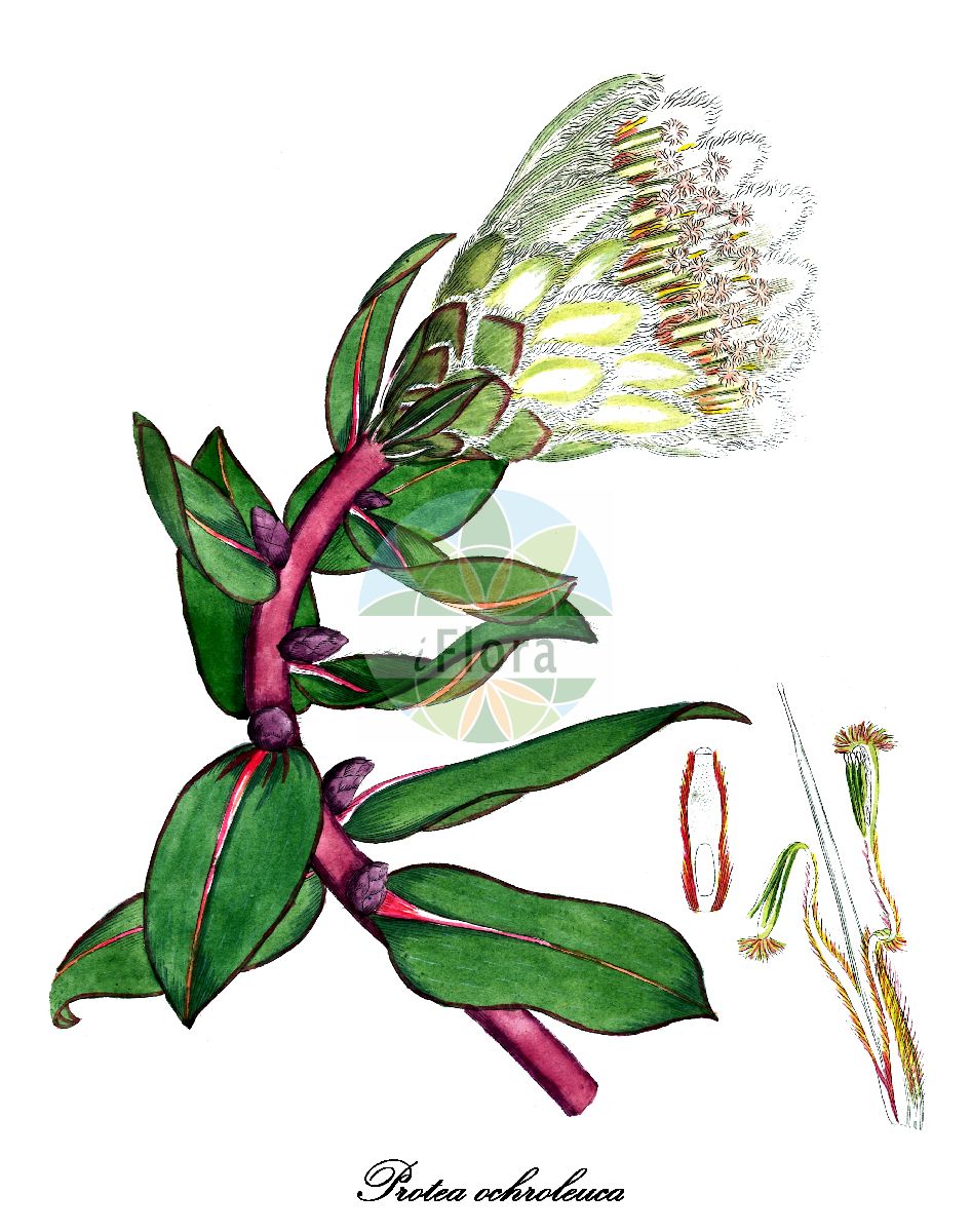 Protea aurea - Proteaceae,Plantae,Pteridobiotina,Angiosperms,Proteales,Proteaceae,Protea,Protea aurea,Erodendrum bombycinum, Leucadendron aureum, Protea aurea subsp. aurea, Protea longiflora, Protea longiflora var. ovalis, Protea ochroleuca, Scolymocephalus longiflorus