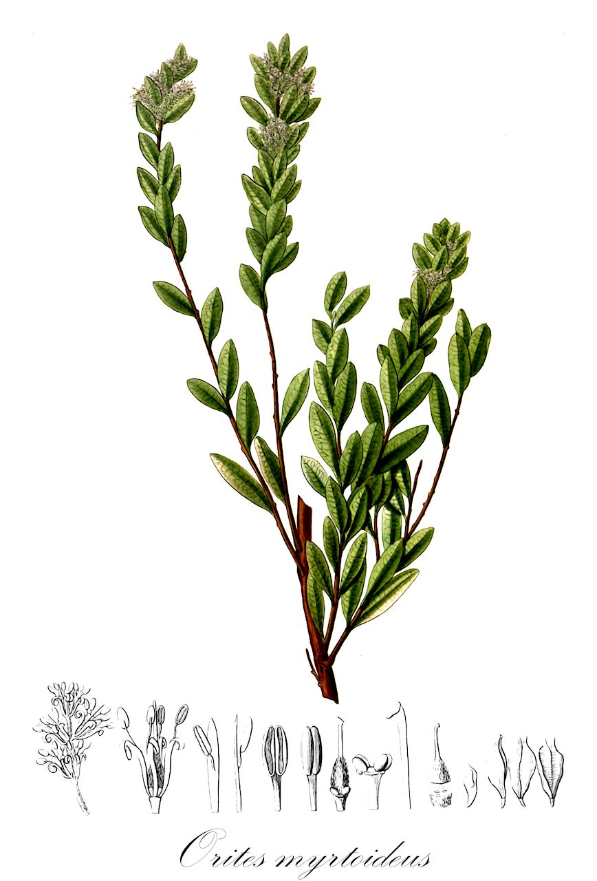 Orites myrtoideus - Proteaceae,Plantae,Pteridobiotina,Angiosperms,Proteales,Proteaceae,Orites,Orites myrtoideus,Embothrium myrtifolium, Lomatia chilensis, Orites myrtoides, Roupala myrtoidea, Tricondylus chilensis