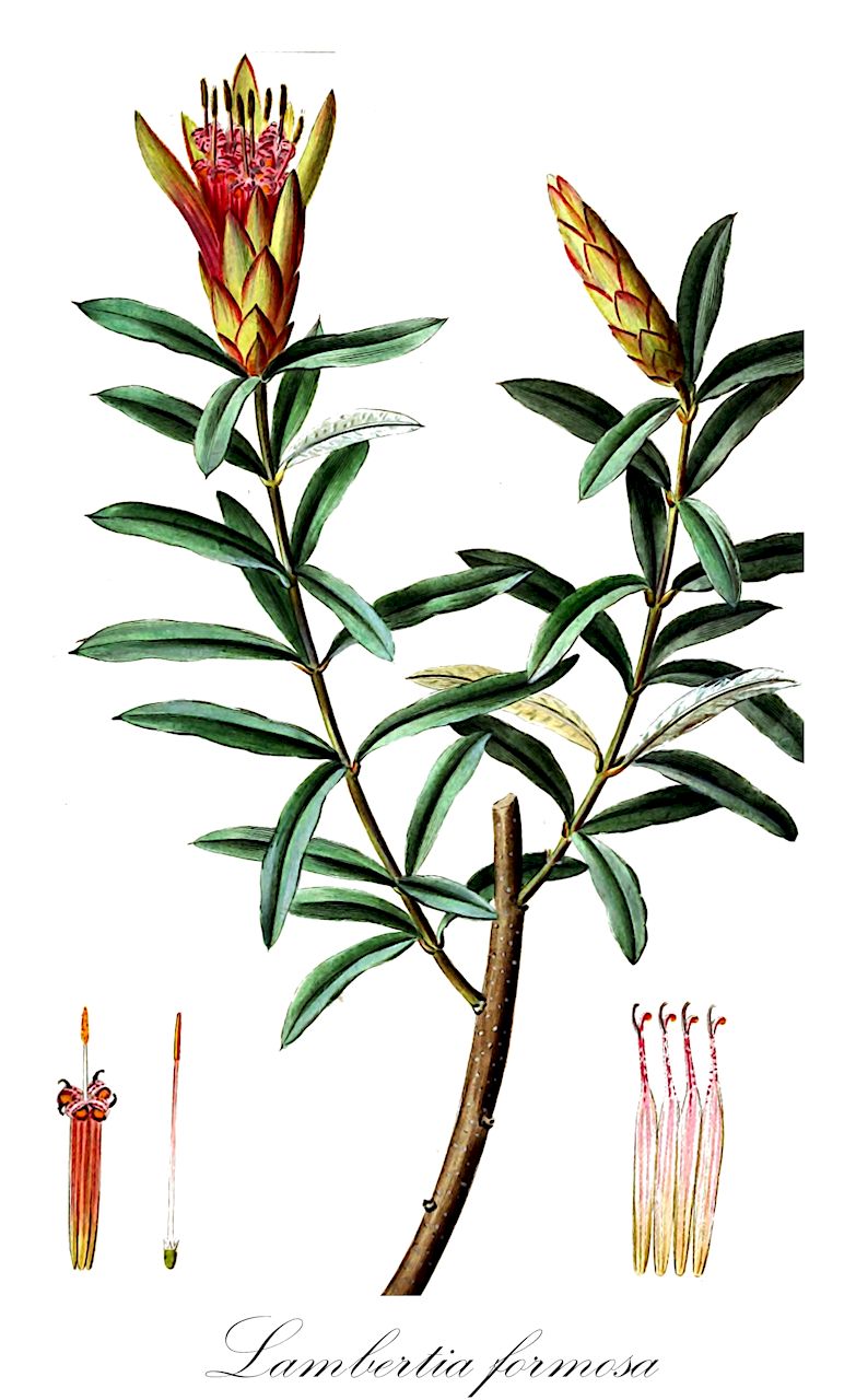 Lambertia formosa - Proteaceae,Plantae,Pteridobiotina,Angiosperms,Proteales,Proteaceae,Lambertia,Lambertia formosa,Protea nectarina