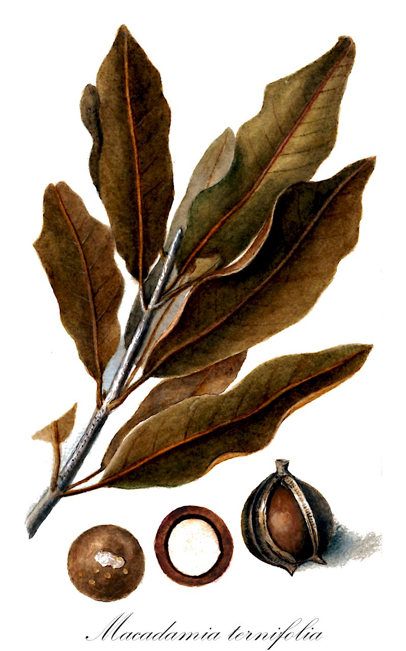 Macadamia ternifolia - Proteaceae,Plantae,Pteridobiotina,Angiosperms,Proteales,Proteaceae,Macadamia,Macadamia ternifolia,Helicia ternifolia, Macadamia lowii, Macadamia minor