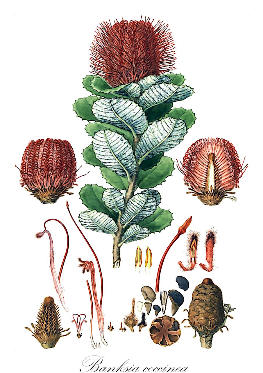 Banksia coccinea - Proteaceae,Plantae,Pteridobiotina,Angiosperms,Proteales,Proteaceae,Banksia,Banksia coccinea,Banksia purpurea, Sirmuellera coccinea