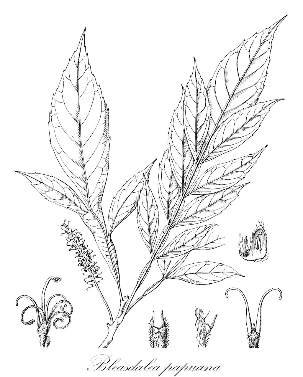 Bleasdalea papuana - Proteaceae,Plantae,Pteridobiotina,Angiosperms,Proteales,Proteaceae,Bleasdalea,Bleasdalea papuana,Euplassa papuana, Gevuina papuana, Turrillia papuana
