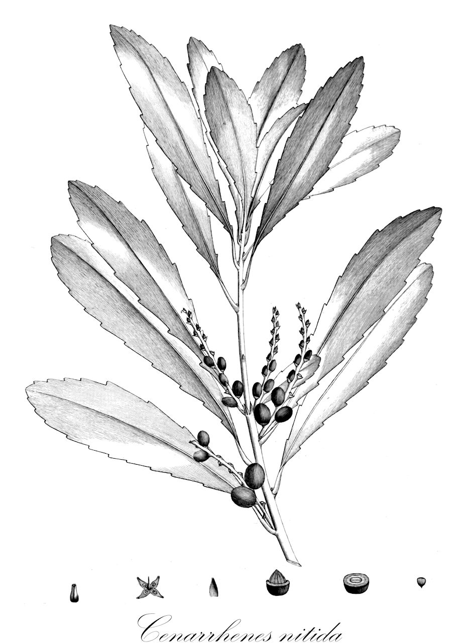 Cenarrhenes nitida - Proteaceae,Plantae,Pteridobiotina,Angiosperms,Proteales,Proteaceae,Cenarrhenes,Cenarrhenes nitida