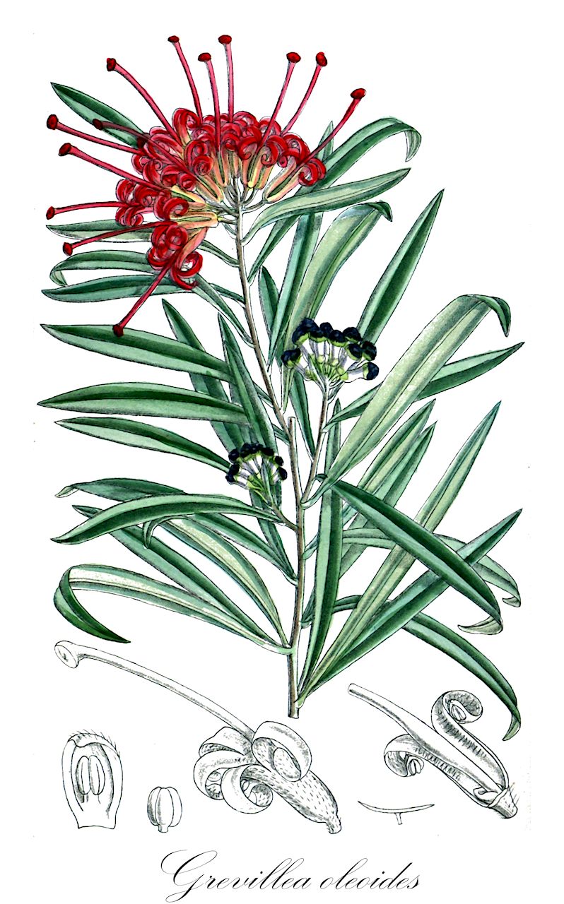 Grevillea oleoides - Proteaceae,Plantae,Pteridobiotina,Angiosperms,Proteales,Proteaceae,Grevillea,Grevillea oleoides,Grevillea seymouriae, Grevillea speciosa subsp. oleoides