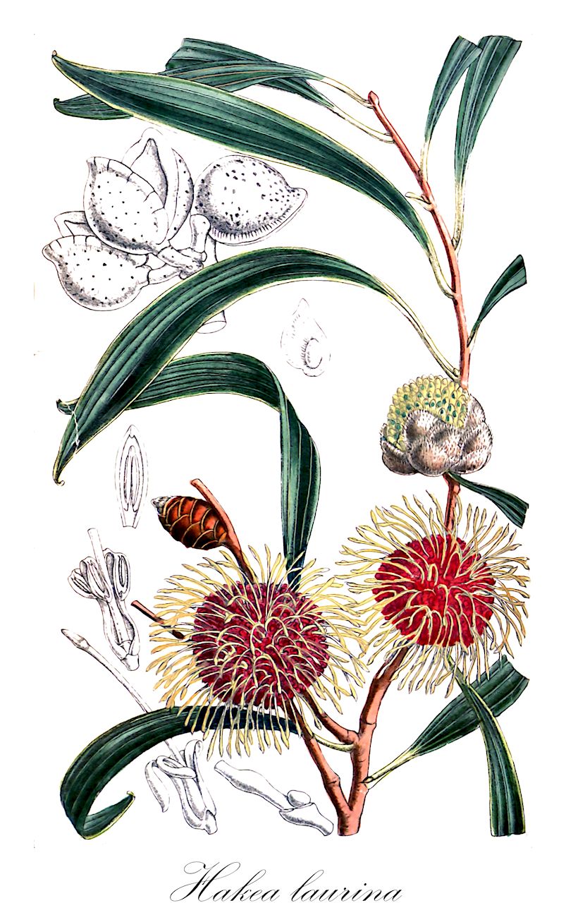 Hakea laurina - Proteaceae,Plantae,Pteridobiotina,Angiosperms,Proteales,Proteaceae,Hakea,Hakea laurina,Hakea eucalyptoides
