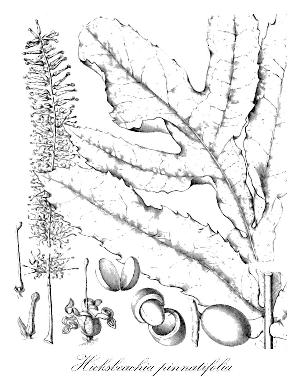 Hicksbeachia pinnatifolia - Proteaceae,Plantae,Pteridobiotina,Angiosperms,Proteales,Proteaceae,Hicksbeachia,Hicksbeachia pinnatifolia