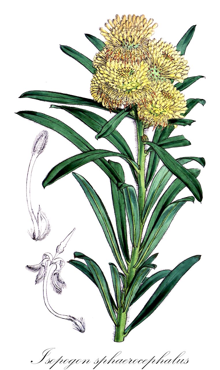 Isopogon sphaerocephalus - Proteaceae,Plantae,Pteridobiotina,Angiosperms,Proteales,Proteaceae,Isopogon,Isopogon sphaerocephalus,Atylus sphaerocephalus