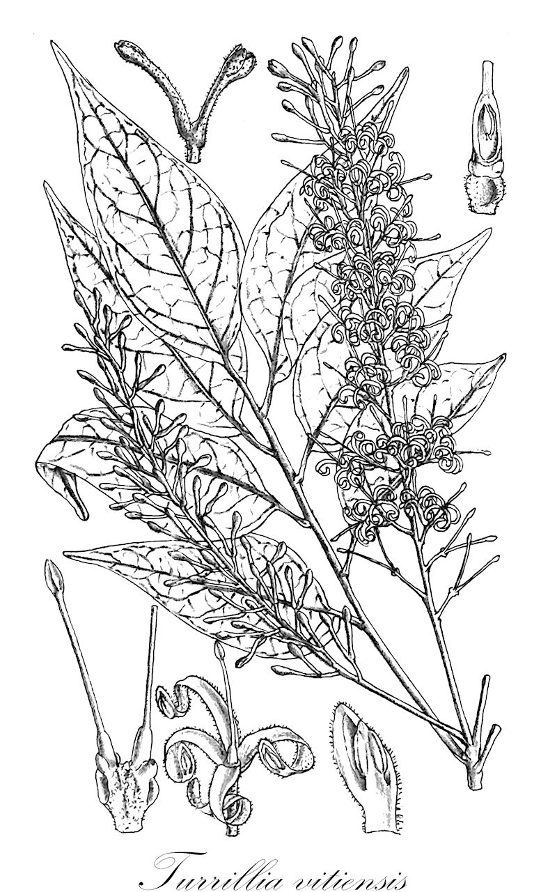Turrillia vitiensis - Proteaceae,Plantae,Pteridobiotina,Angiosperms,Proteales,Proteaceae,Turrillia,Turrillia vitiensis,Bleasdalea vitiensis, Kermadecia vitiensis