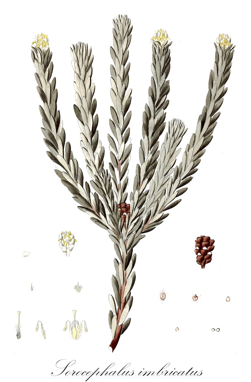 Sorocephalus imbricatus - Proteaceae,Plantae,Pteridobiotina,Angiosperms,Proteales,Proteaceae,Sorocephalus,Sorocephalus imbricatus,Protea imbricata, Soranthe glanduligera, Soranthe imbricata