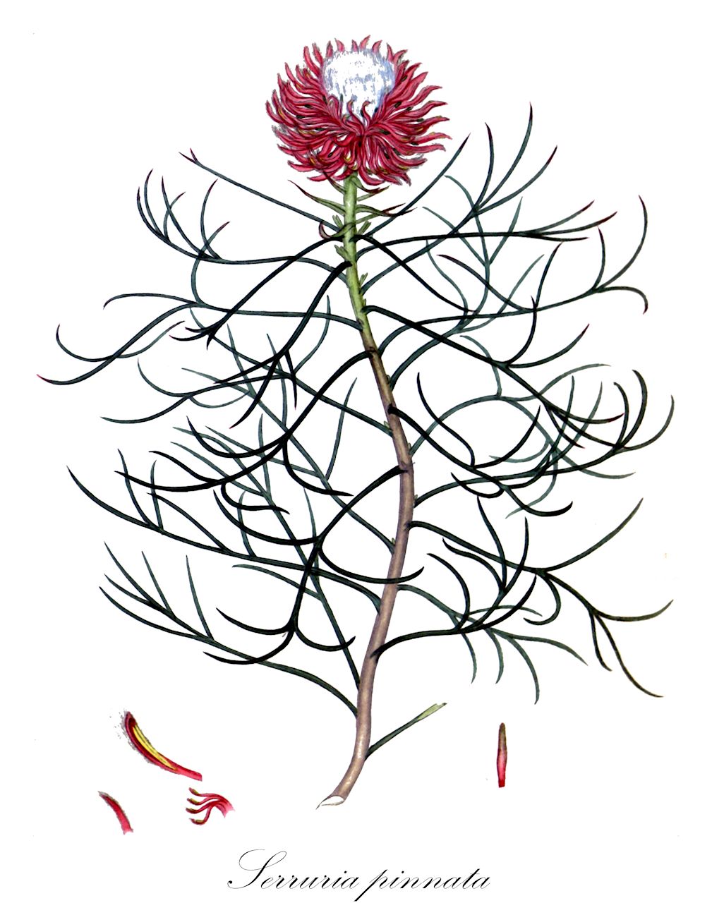 Serruria pinnata - Proteaceae,Plantae,Pteridobiotina,Angiosperms,Proteales,Proteaceae,Serruria,Serruria pinnata,Protea pinnata