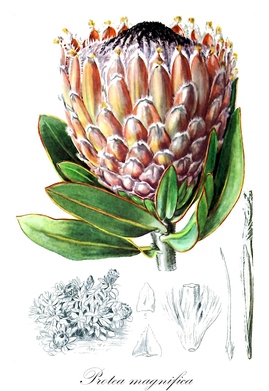 Protea magnifica - Proteaceae,Plantae,Pteridobiotina,Angiosperms,Proteales,Proteaceae,Protea,Protea magnifica,Protea barbigera, Scolymocephalus barbiger
