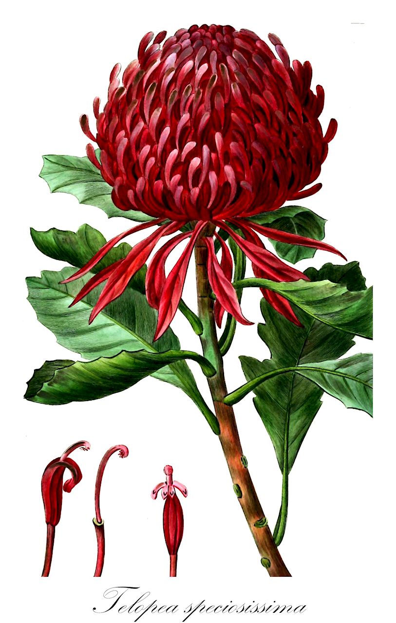 Telopea speciosissima - Proteaceae,Plantae,Pteridobiotina,Angiosperms,Proteales,Proteaceae,Telopea,Telopea speciosissima,Embothrium spathulatum, Embothrium speciossimum, Embothrium speciosum, Hylogyne spathulata