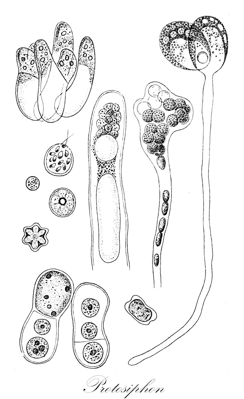 Protosiphon - Chlorophyta,Biota,Plantae,Chlorophyta,Chlorophytina,Chlorophyceae,Chlamydomonadales,Protosiphonaceae,Protosiphon
