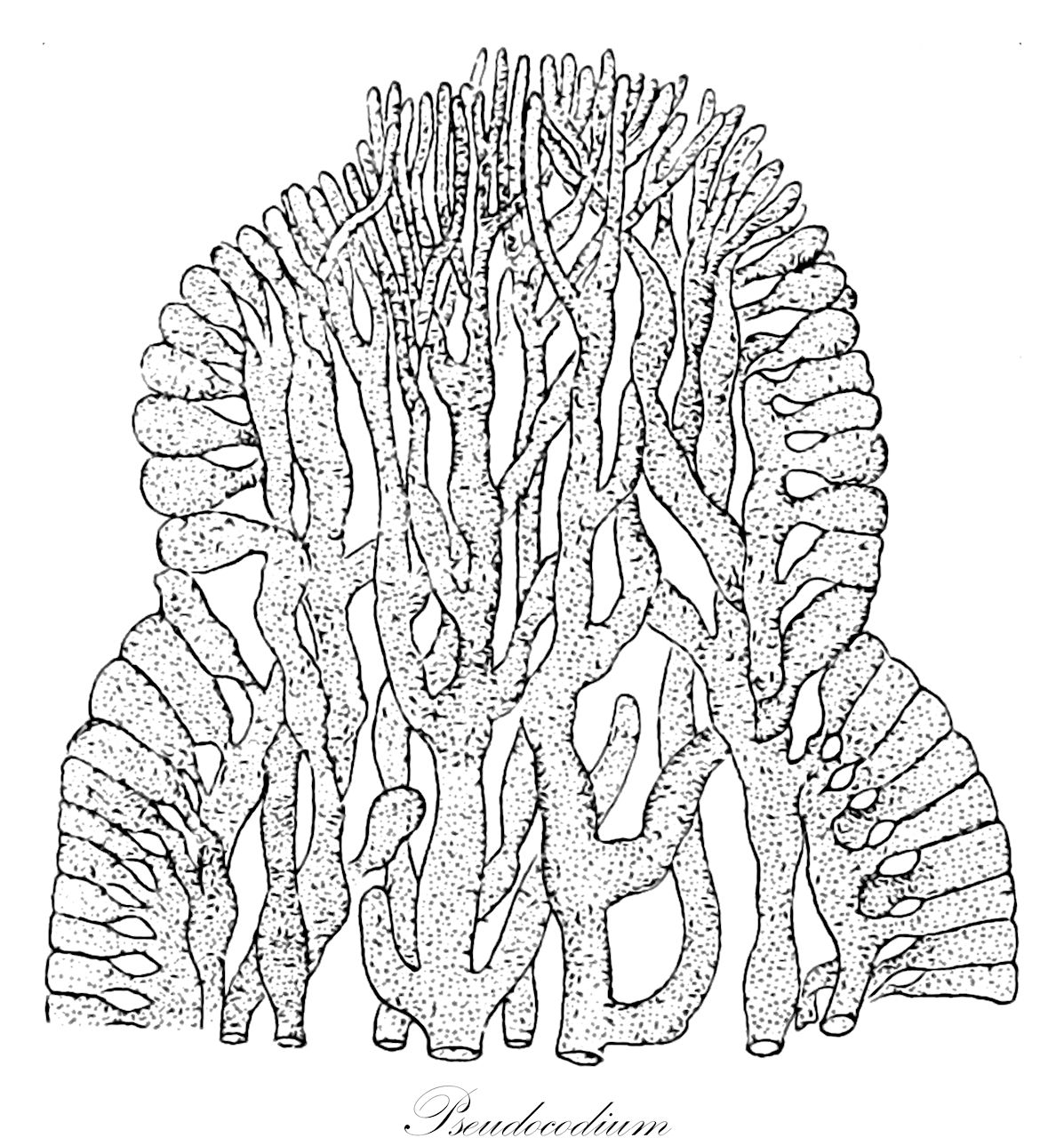 Pseudocodium - Chlorophyta,Biota,Plantae,Chlorophyta,Chlorophytina,Ulvophyceae,Bryopsidales,Pseudocodiaceae,Pseudocodium