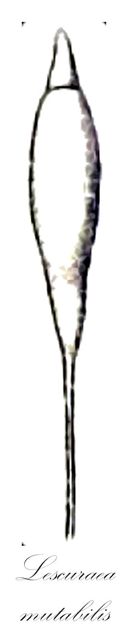 Lescuraea mutabilis - Pseudoleskeaceae,Plantae,Bryobiotina,Bryophyta,Bryopsida,Bryidae,Hypnanae,Hypnales,Pseudoleskeaceae,Lescuraea,Lescuraea mutabilis,Anomodon mutabilis, Anomodon striatus, Brachythecium angustifolium, Haptymenium striatum, Hypnum mutabile, Ishibaea japonica, Isothecium mutabile, Isothecium striatum, Leptohymenium striatum, Lescuraea brachycladula, Lescuraea glacialis, Lescuraea iwasakii, Lescuraea mutabilis f. glacialis, Lescuraea striata, Lescuraea striata var. sicula, Leskea mutabilis, Lesquereuxia mutablis, Lesquereuxia saxicola subsp. striata, Lesquereuxia striata, Maschalocarpus striatus, Neckera mutabilis, Neckera striata, Okamuraea tenella, Pseudoleskea atrovirens var. decipiens, Pseudoleskea striata, Pterigynandrum mutabile, Pterigynandrum mutabile var. elongatum, Pterigynandrum striatum, Pterogonium striatum, Ptychodium abbreviatum