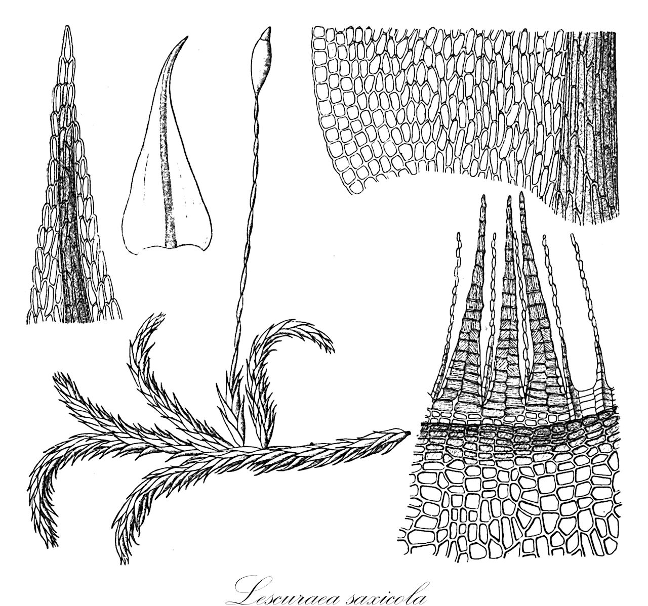 Lescuraea saxicola - Pseudoleskeaceae,Plantae,Bryobiotina,Bryophyta,Bryopsida,Bryidae,Hypnanae,Hypnales,Pseudoleskeaceae,Lescuraea,Lescuraea saxicola,Anomodon striatus var. saxicola, Brachythecium perrevolutum, Ishibaea julacea, Isothecium striatum var. saxicola, Lescuraea decipiens, Lescuraea frigida, Lescuraea frigida subsp. substriata, Lescuraea iliamniana, Lescuraea insignis, Lescuraea julacea, Lescuraea mutabilis f. spectabilis, Lescuraea mutabilis f. tenuis, Lescuraea mutabilis var. decipiens, Lescuraea mutabilis var. saxicola, Lescuraea saxicola var. attenuata, Lescuraea saxicola var. flagelliformis, Lescuraea saxicola var. lanceolata, Lescuraea striata var. saxicola, Lescuraea substriata, Lesquereuxia decipiens, Lesquereuxia saxicola, Lesquereuxia saxicola f. spectabilis, Lesquereuxia saxicola f. tenuis, Lesquereuxia saxicola var. spectabilis, Lesquereuxia saxicola var. tenuis, Lesquereuxia striata var. saxicola, Lesquereuxia substriata, Pseudoleskea decipiens, Pseudoleskea frigida, Pseudoleskea iliamniana, Pseudoleskea julacea, Pseudoleskea saxicola, Pseudoleskea striata var. saxicola, Pseudoleskea substriata, Ptychodium decipiens
