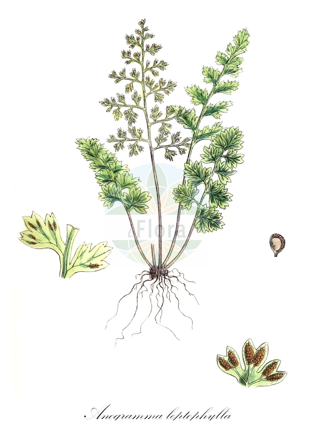 Anogramma leptophylla - Pteridaceae,Plantae,Pteridobiotina,Polypodiophyta,Polypodiopsida,Polypodiidae,Polypodiales,Pteridaceae,Pteridoideae,Anogramma,Anogramma leptophylla,Acrostichum leptophyllum, Anogramma caespitosa, Anogramma guatemalensis, Asplenium geminaria, Asplenium leptophyllum, Didymochlaena lunulata var. microphylla, Grammitis adiantoides, Grammitis leptophylla, Gymnogramma chaerophylla var. cryptogrammoides, Gymnogramma leptophylla, Gymnogramma leptophylla var. mexicana, Gymnogramma novae-zealandiae, Hemionitis leptophylla, Osmunda leptophylla, Pityrogramma guatemalensis, Pityrogramma leptophylla, Polypodium leptophyllum, Tarachia geminaria,Dünnblättriger Nacktfarn;Nacktfarn;jersey fern;Anogramme à limbe mince;anogramme à feuilles minces;grammitis à feuilles minces;anogramme à frondes minces;helecho de tiempo;Felcetta annuale;anogramma a foglie sottili;anograma-de-folha-estreita;анограмма тонколистная;maydanoz eğreltisi;tavaszi kérészpáfrány;анограма тонколиста;chesponit adinah;חֶשְׂפּוֹנִית עֲדִינָה;tursin ir-riħ