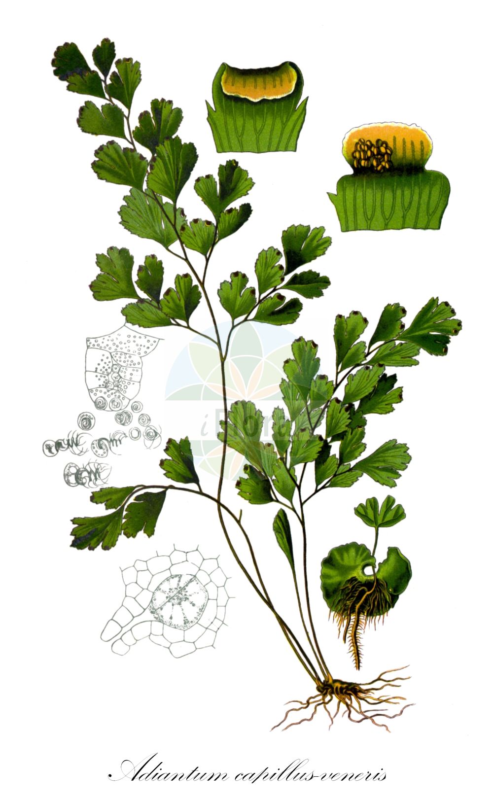 Adiantum capillus-veneris - Pteridaceae,Plantae,Pteridobiotina,Polypodiophyta,Polypodiopsida,Polypodiidae,Polypodiales,Pteridaceae,Vittarioideae,Adiantum,Adiantum capillus-veneris,Adiantum affine, Adiantum africanum, Adiantum capillaceum, Adiantum capillus, Adiantum capillus-veneris f. cristatum, Adiantum capillus-veneris f. fissum, Adiantum capillus-veneris f. rimicola, Adiantum capillus-veneris var. capillus-veneris, Adiantum capillus-veneris var. fissum, Adiantum capillus-veneris var. laciniatum, Adiantum capillus-veneris var. modestum, Adiantum capillus-veneris var. protrusum, Adiantum capillus-veneris var. rimicola, Adiantum capillus-veneris var. trifidum, Adiantum coriandrifolium, Adiantum cuneifolium, Adiantum emarginatum, Adiantum fontanum, Adiantum fumarioides, Adiantum lingii, Adiantum maderense, Adiantum marginatum, Adiantum michelii, Adiantum modestum, Adiantum moritzianum, Adiantum paradiseae, Adiantum pseudocapillus, Adiantum remyanum, Adiantum repandum, Adiantum rimicola, Adiantum schaffneri, Adiantum subemarginatum, Adiantum trifidum, Adiantum visianii,Frauenhaarfarn;Venushaar;Frauenfarn;maidenhair fern;venus's-hair fern;southern maidenhair;Cheveu de Vénus;capillaire de Montpellier;cheveux de Vénus;capillaire de Vénus;capillaire;adiantum cheveux-de-Vénus;fougère de Montpellier;culantrillo de pozo;cabello de Venus;capilera;arañera;arañuela;sanguinaria;Capelvenere comune;capelvenere;capillare;venushaar;echt venushaar;avenca;avenca-das-fontes;avenca-de-montpellier;capilária;coentro-de-poço;adianto;адиантум венерин волос;венерины волосы;baldırıkara;adiantë;capil·lera;falguerola;falzia vera;venushår;ægte Venushår;niekropień właściwy;niekropień delikatny;hôraishida;ホウライシダ;venerini lasci;buruiană-de-bubă-neagră;pãrul maicii Domnului;părul-fetei;адіантум венерин волос;венерин косъм;венерина влас;sa'arot-shulammit metzuyot;שַׂעֲרוֹת=שׁוּלַמִּית מְצוּיוֹת;garaiska arunta;iturri-belar arrunta;txarranguilla;tiě xiàn jué;铁线蕨