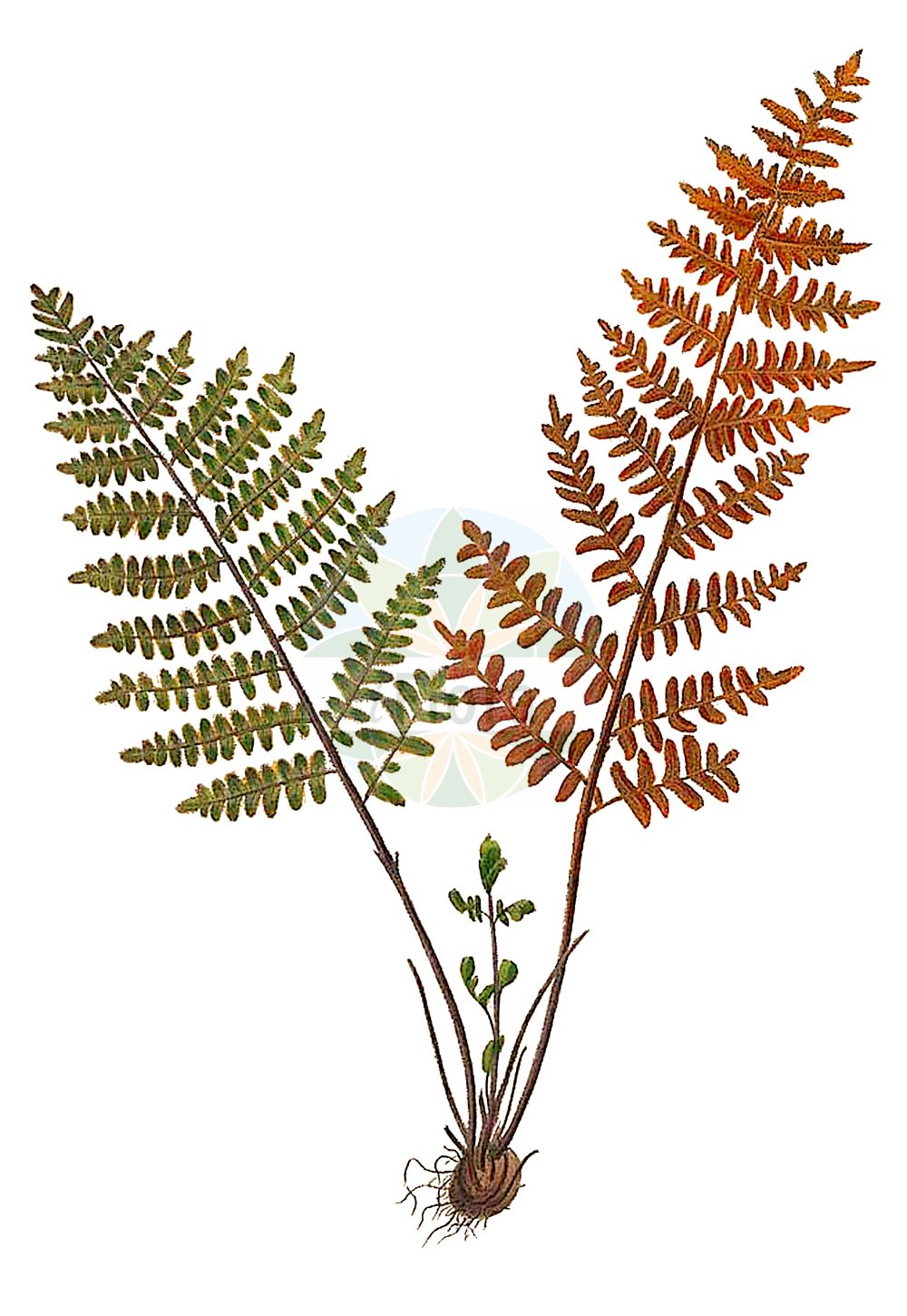 Hemionitis marantae - Pteridaceae,Plantae,Pteridobiotina,Polypodiophyta,Polypodiopsida,Polypodiidae,Polypodiales,Pteridaceae,Cheilanthoideae,Hemionitis,Hemionitis marantae,Acrostichum marantae, Ceterach marantae, Cheilanthes marantae, Cincinalis maranthae, Cincinalis subcordata, Gymnogramma marantae, Gymnopteris marantae, Notholaena canariense, Notholaena marantae, Notholaena marantae subsp. cupripaleacea, Paraceterach marantae, Paragymnopteris marantae, Polystichum marantae,Pelzfarn;Marantas Schuppenfarn;Fougère laineuse;notholéna de Maranta;cheilanthès de Maranta;doradilla acanalada;Felcetta lanosa;notolena di Maranta;ложнопокровница марантовая;краекучник марантовый;telekeğreltisi;ljuskasta pljevika;cselling;podmrvka hadcová;šupinatka marantova;нотолена марантова;марантова лъжепокривница;пљевика;серпентински водијерак;ōu zhōu jīn máo luǒ jué;欧洲金毛裸蕨