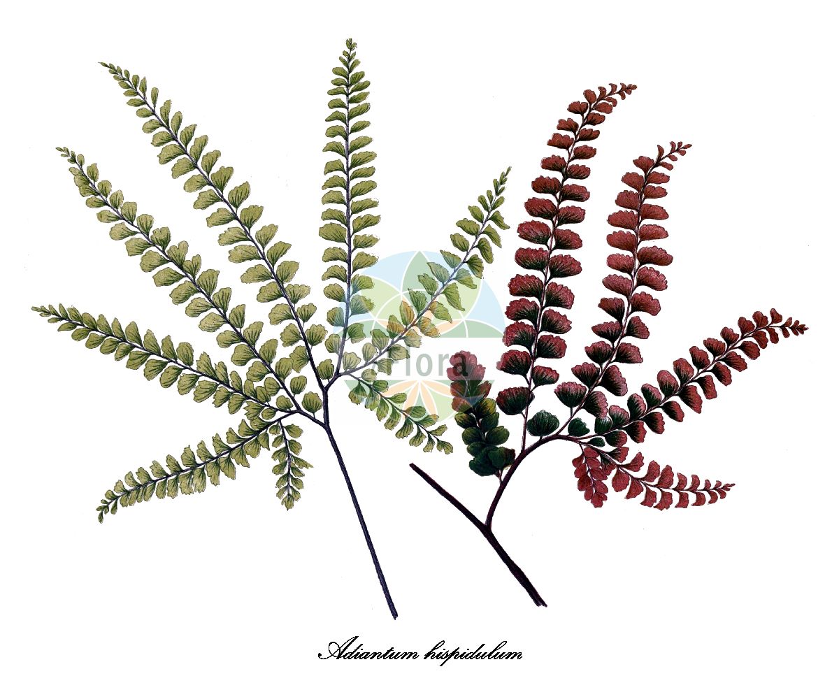 Adiantum hispidulum - Pteridaceae,Plantae,Pteridobiotina,Polypodiophyta,Polypodiopsida,Polypodiidae,Polypodiales,Pteridaceae,Vittarioideae,Adiantum,Adiantum hispidulum,Adiantum hispidulum var. glabratum, Adiantum hispidulum var. normale, Adiantum lindsaea, Adiantum lobulatum, Adiantum meyerianum, Adiantum plicatum, Adiantum tenue, Adiantum tenue var. bicolor, Adiantum tenue var. caudiforme,rosy maidenhair