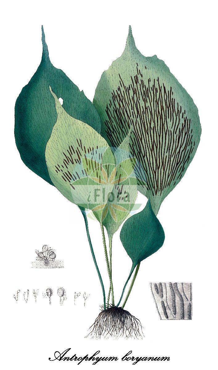 Antrophyum boryanum - Pteridaceae,Plantae,Pteridobiotina,Polypodiophyta,Polypodiopsida,Polypodiidae,Polypodiales,Pteridaceae,Vittarioideae,Antrophyum,Antrophyum boryanum,Antrophyopsis boryana, Antrophyum boryanum var. obtusum, Antrophyum obtusatum, Antrophyum obtusum, Dictyogramme boryana, Dictyogramme obtusa, Hemionitis boryana, Hemionitis boryanum, Hemionitis obtusa, Scoliosorus boryanus