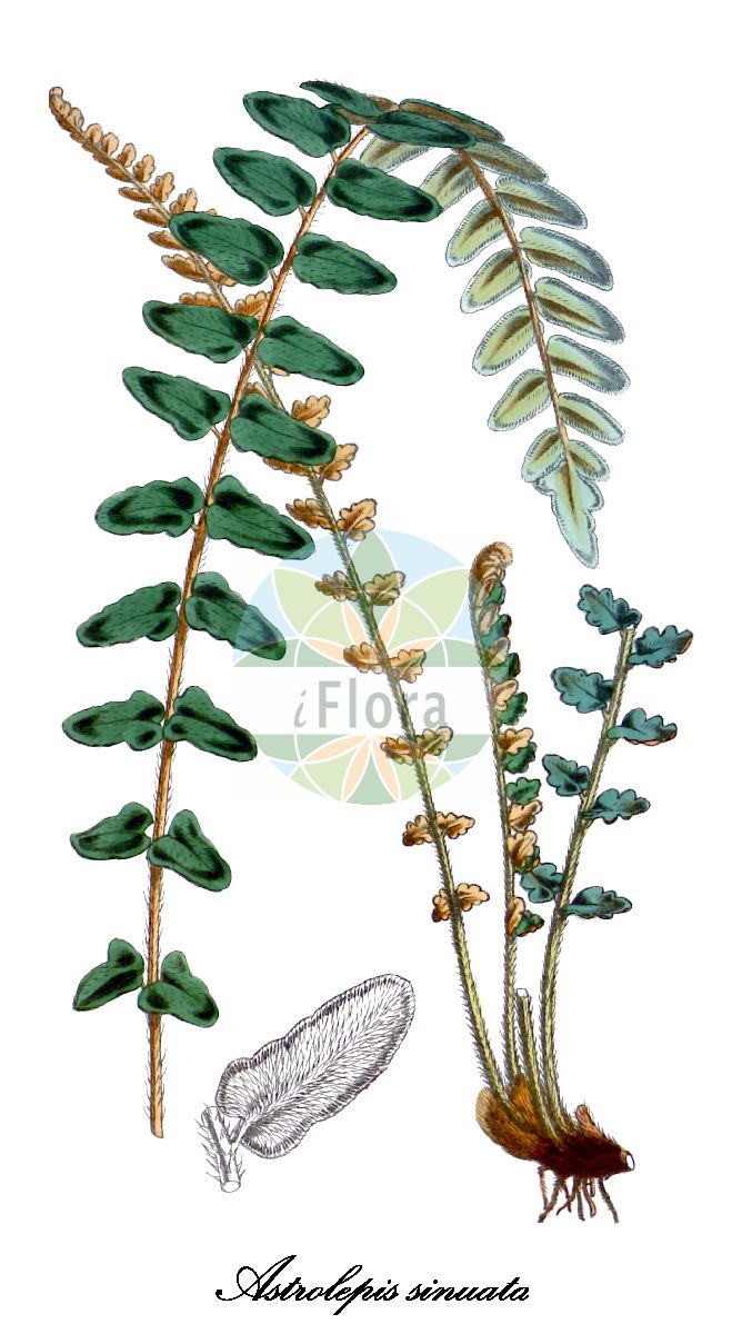 Hemionitis sinuata - Pteridaceae,Plantae,Pteridobiotina,Polypodiophyta,Polypodiopsida,Polypodiidae,Polypodiales,Pteridaceae,Cheilanthoideae,Hemionitis,Hemionitis sinuata,Acrostichum sinuatum, Astrolepis sinuata, Astrolepis sinuata subsp. mexicana, Astrolepis sinuata subsp. sinuata, Cheilanthes sinuata, Gymnogramma sinuata, Notholaena chalcolepis, Notholaena sinuata, Notholaena sinuata f. pinnatifida, Notholaena sinuata var. pinnatifida, Notholaena sinuata var. robusta, Notholaena tectaria